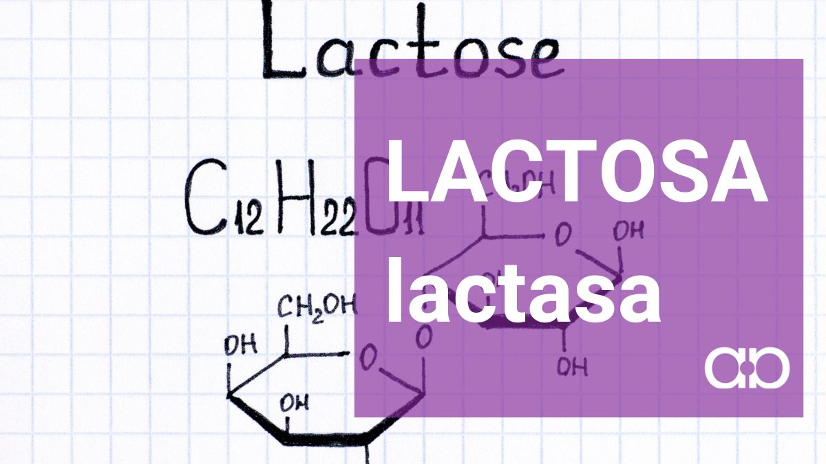 Lactosa y lactasa